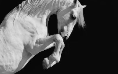 The Destructive Ride of the White Horse of Revelation